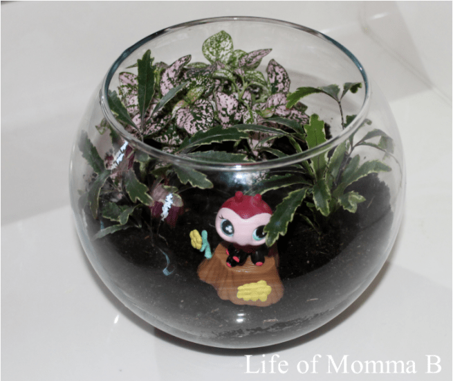 terrarium